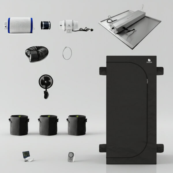 Caluma Set - 3 Pflanzen (100 x 100 cm, 320)