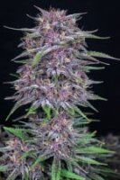 Autoflower Banana Purple Punch Fast Buds 2er