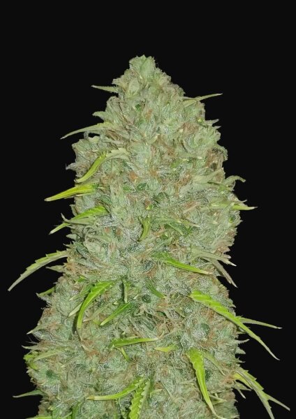 Autoflower Original Jack Herer Fast Buds 2er