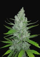 Autoflower Original Sour Diesel Fast Buds 2er