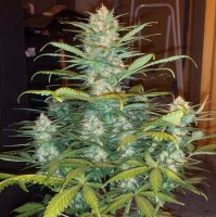 Autoflower West Coast O.G. Fast Buds 2er