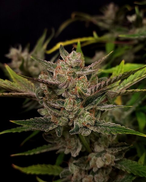 Autoflower Ztrawberriez Fast Buds 2er