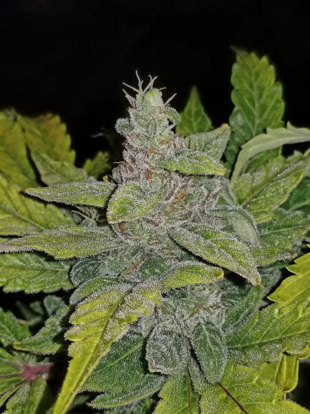 Autoflower CBD Crack 1:1 Fast Buds 2er