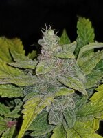 Autoflower CBD Crack 1:1 Fast Buds 2er