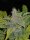 Autoflower CBD Crack 1:1 Fast Buds 2er