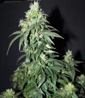 Autoflower CBD 20:1 Fast Buds 2er