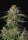 Fast Flowering GG4 Sherbet Fast Buds 2er