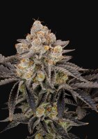 Fast Flowering Gorilla Cookies Fast Buds 2er