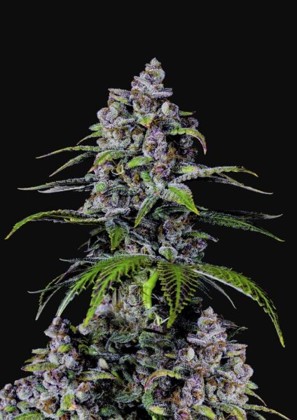 Fast Flowering Purple Lemonade Fast Buds 2er