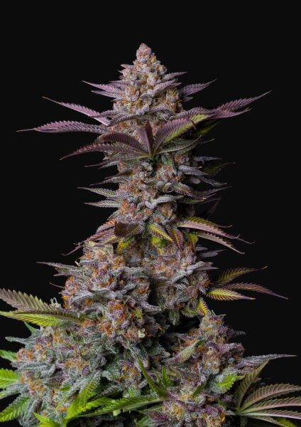 Fast Flowering Tropicana Cookies Fast Buds 2er