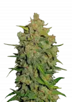 Autoflower Original AK Fast Buds 2er