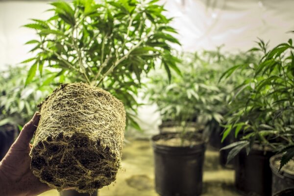 Kurs Indoor Growing für Einsteiger