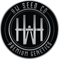 HW Seeds Amnesia Autoflower 4x