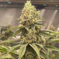 PAX Auto Lemon 3+1