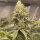 PAX Auto Lemon 3+1