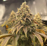 PAX Auto Northern Lights 3+1