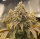 PAX Auto Northern Lights 3+1