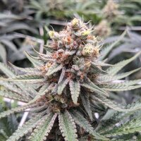 PAX White Widow fem 3+1