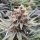 PAX White Widow fem 3+1
