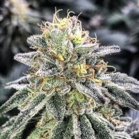 PAX Amnesia fem 3+1