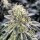 PAX Amnesia fem 3+1