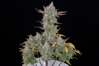 Autoflower Gorilla Cookies  Fast Buds 2er