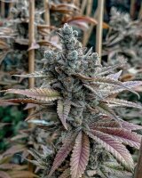 Solfire Gardens Feminized Lemon Elixir Samen 6 Stück