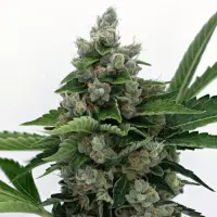 Karma Genetics Samen Regular Karma Sour D Bx2 12 Stück