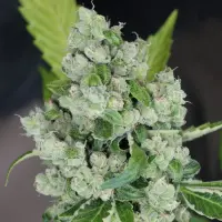Karma Genetics Samen Regular Karma Sour D Bx2 12 Stück