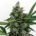 Karma Genetics Samen Regular Karma Sour D Bx2 12 Stück