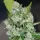 Karma Genetics Samen Regular Karma Sour D Bx2 12 Stück