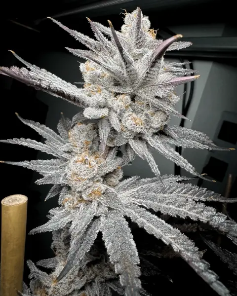 Solfire Gardens Feminized Pink Milk Samen 6 Stück