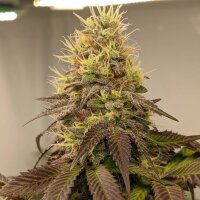 PAX Rainbow Gasoline 3+1